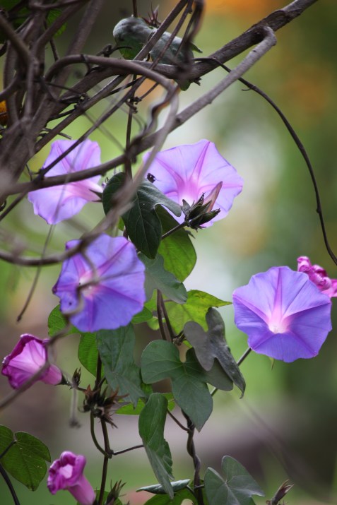 Peru Floral 1 of 5 Cusco