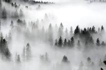 Fog Image 1